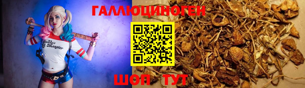 купить наркоту  Вход с VPN  Тамбов  Псилоцибиновые грибы Magic Shrooms  Галлюциногенные грибы GOLDEN TEACHER 